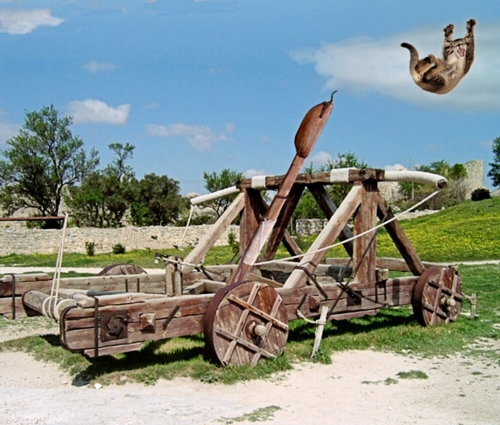 Catapult 500 x 425